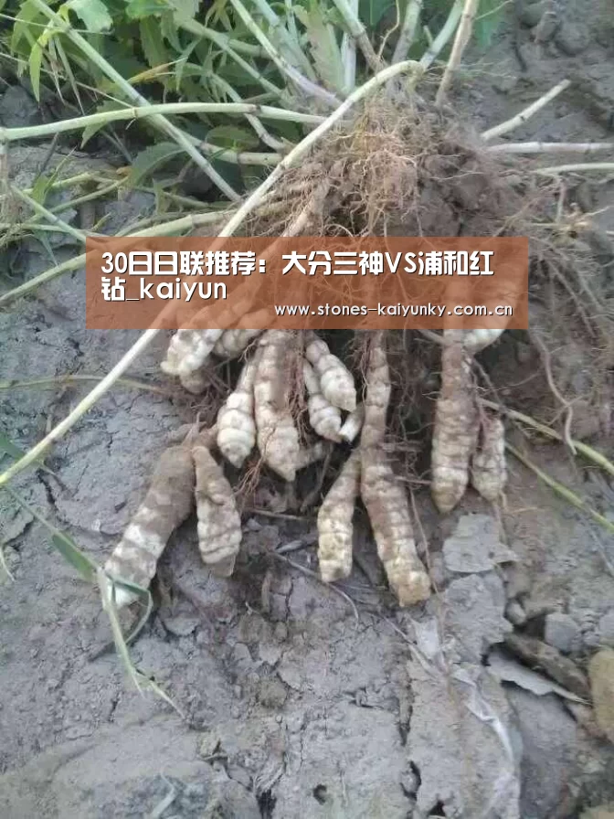 30日日联推荐:大分三神VS浦和红钻_kaiyun(图2) 开云官网