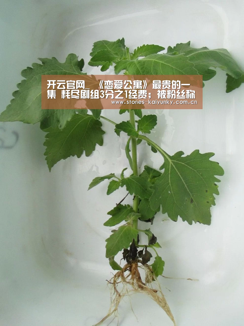 开云官网_
《恋爱公寓》最贵的一集 耗尽剧组3分之1经费;被粉丝称为神剧(图1) 开云官网